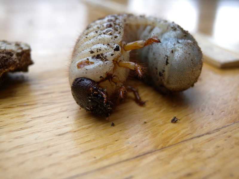 Beetles Grubs